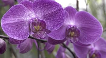 EXOTIC: An orchid at International Garden on Sixth Avenue in Chelsea's Garden District. (Phoebe Zheng/ The Epoch Times) EXOTIC: An orchid at International Garden on Sixth Avenue in Chelsea's Garden District. (Phoebe Zheng/ The Epoch Times)